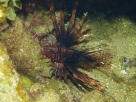 100 Lionfish IMG 5480